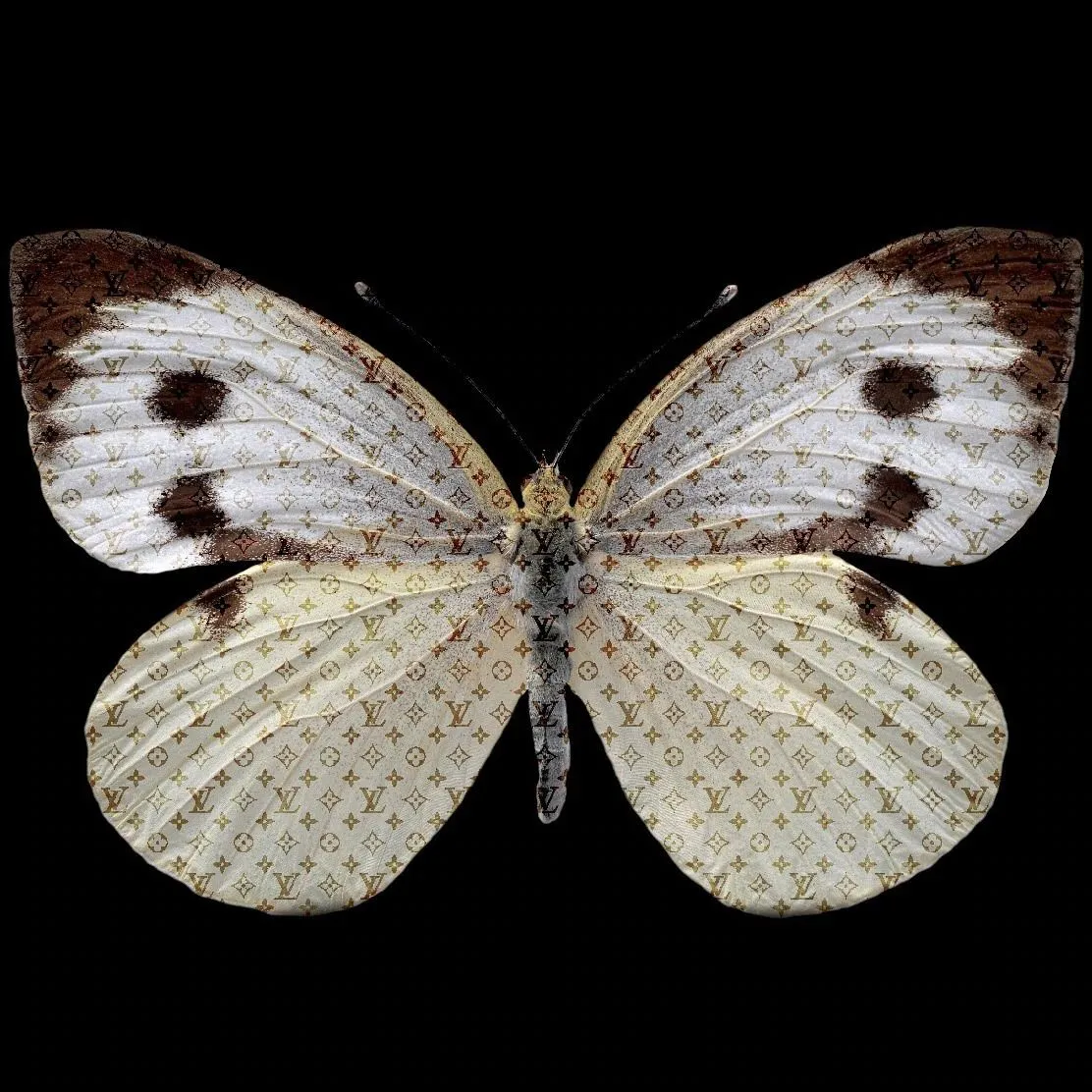 Glasbild / UV-Druck LV Butterfly DT-114 ca. 80x80 cm; 8kg - GehÃƒÂ¤rtetes Glas inkl. AufhÃƒÂ¤ngungssystem