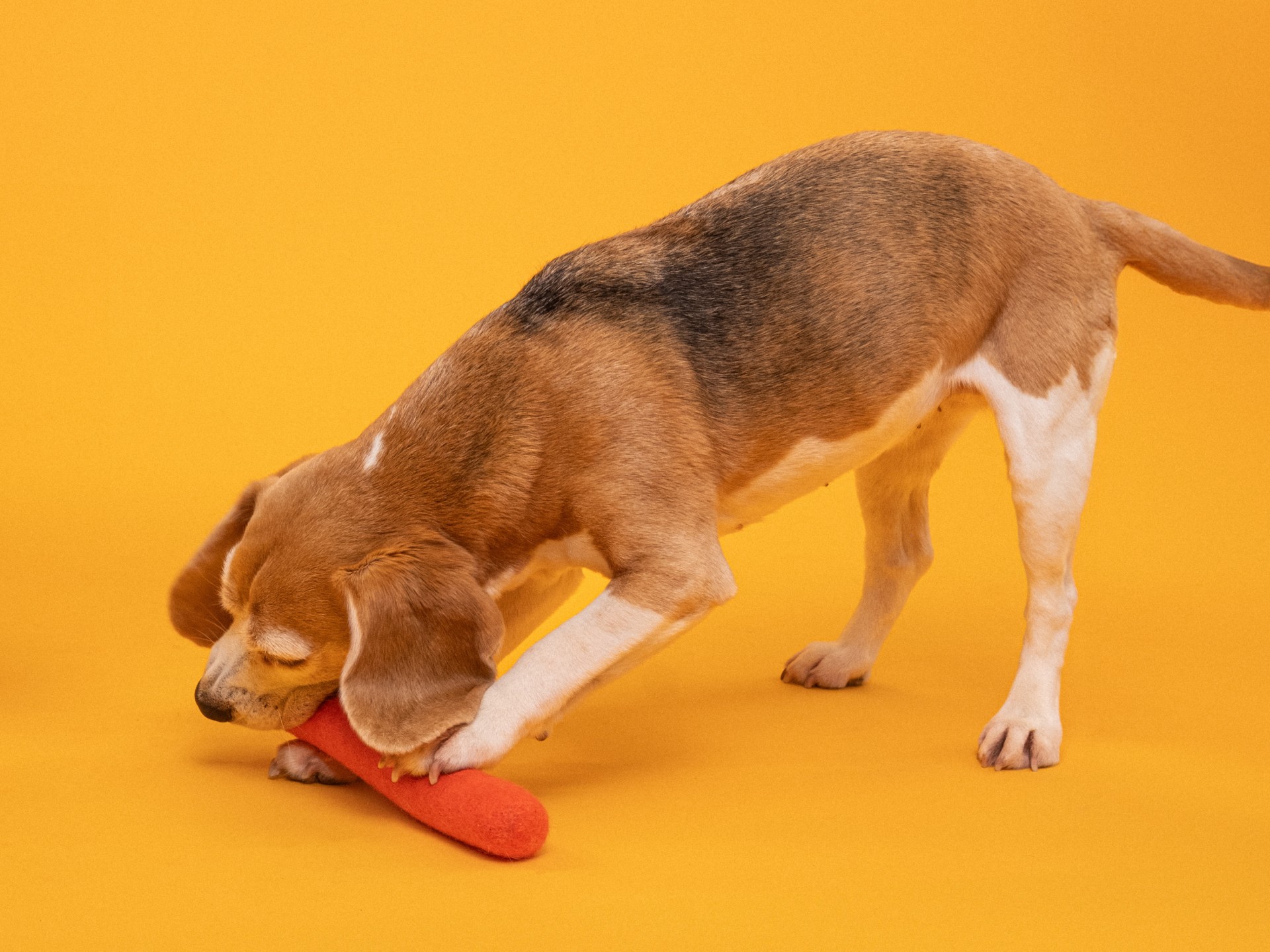 myfelt Mats Hundespielzeug - Stock