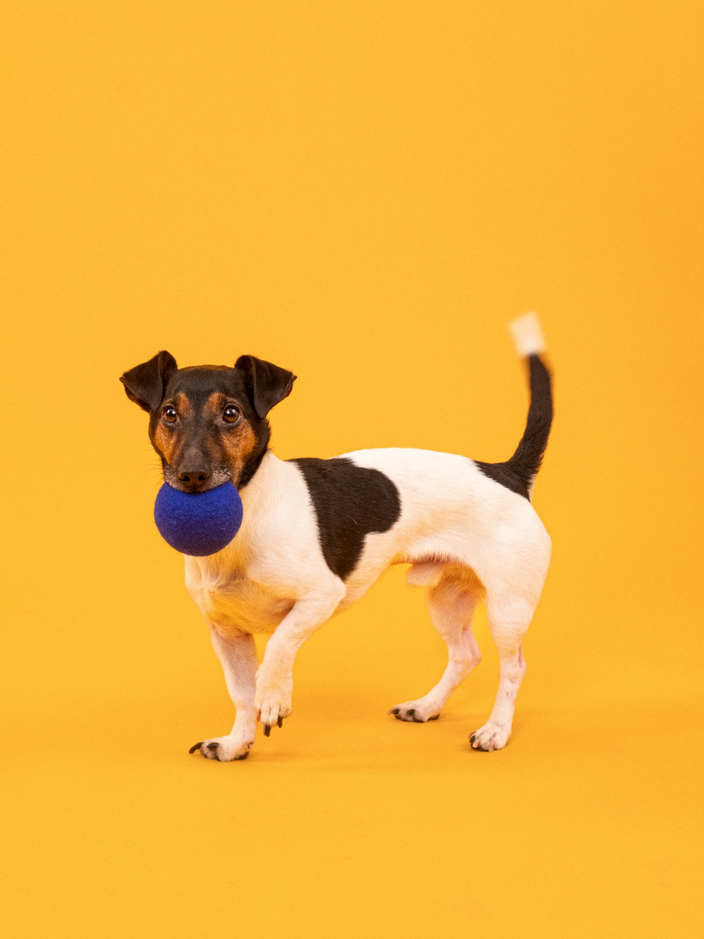 myfelt Fine & Isa Hundespielzeug - Ball Set