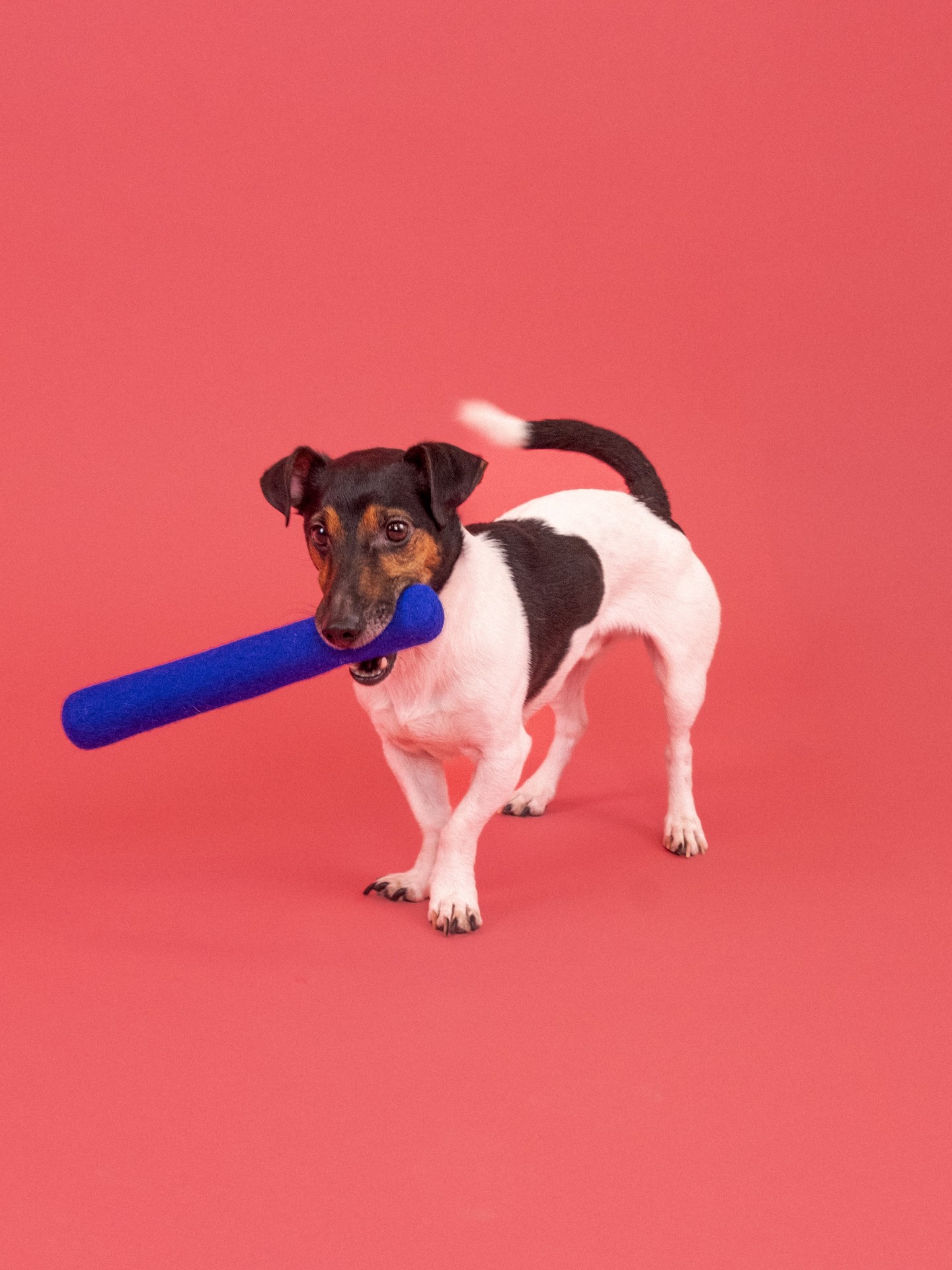 myfelt Mats Hundespielzeug - Stock