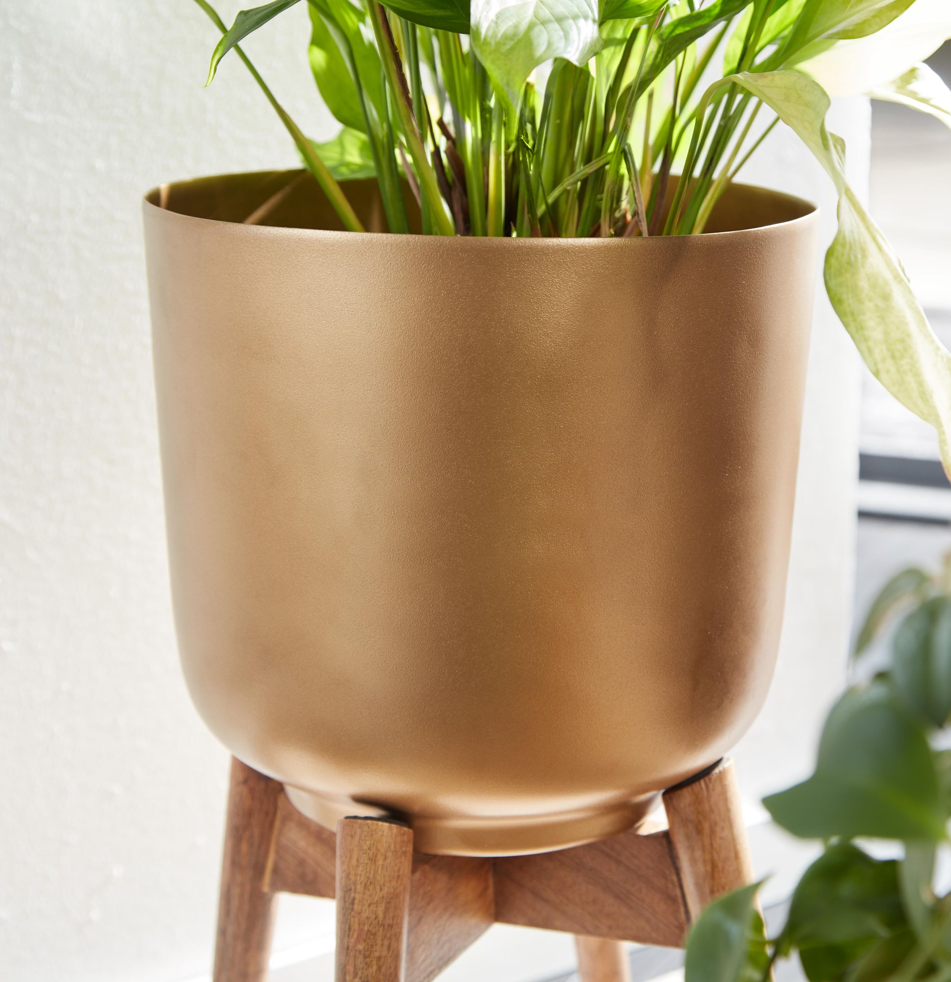 Blumentopf Surtsey Mango Massivholz Gold